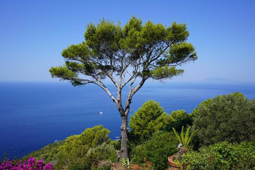 Bb La Guardiia Bed and Breakfast Anacapri  Eksteriør billede